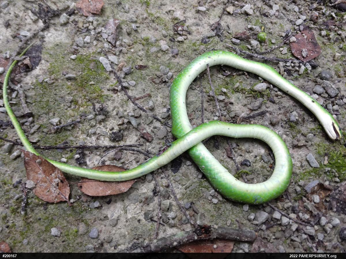 Smooth Greensnake