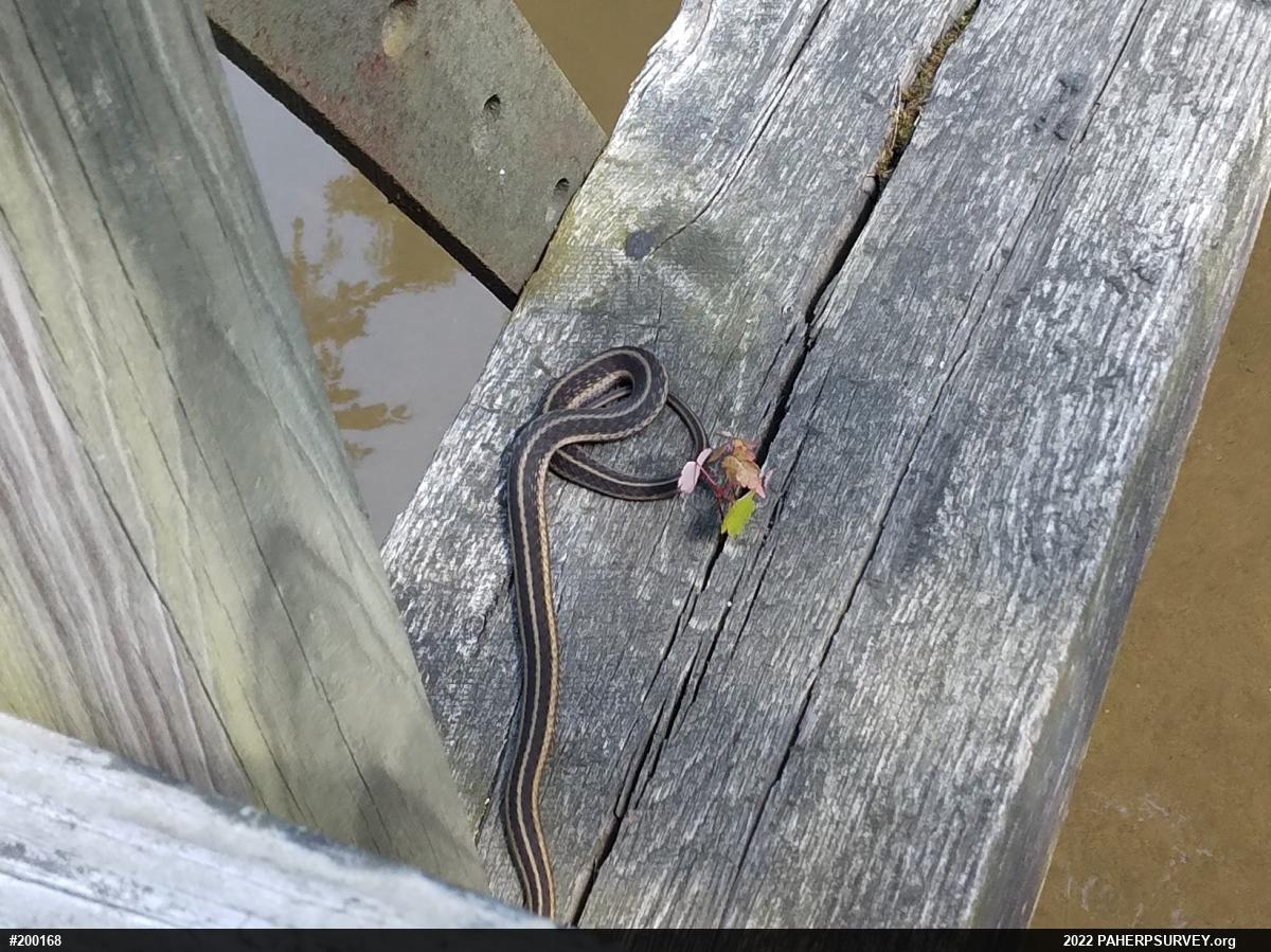 Eastern Gartersnake