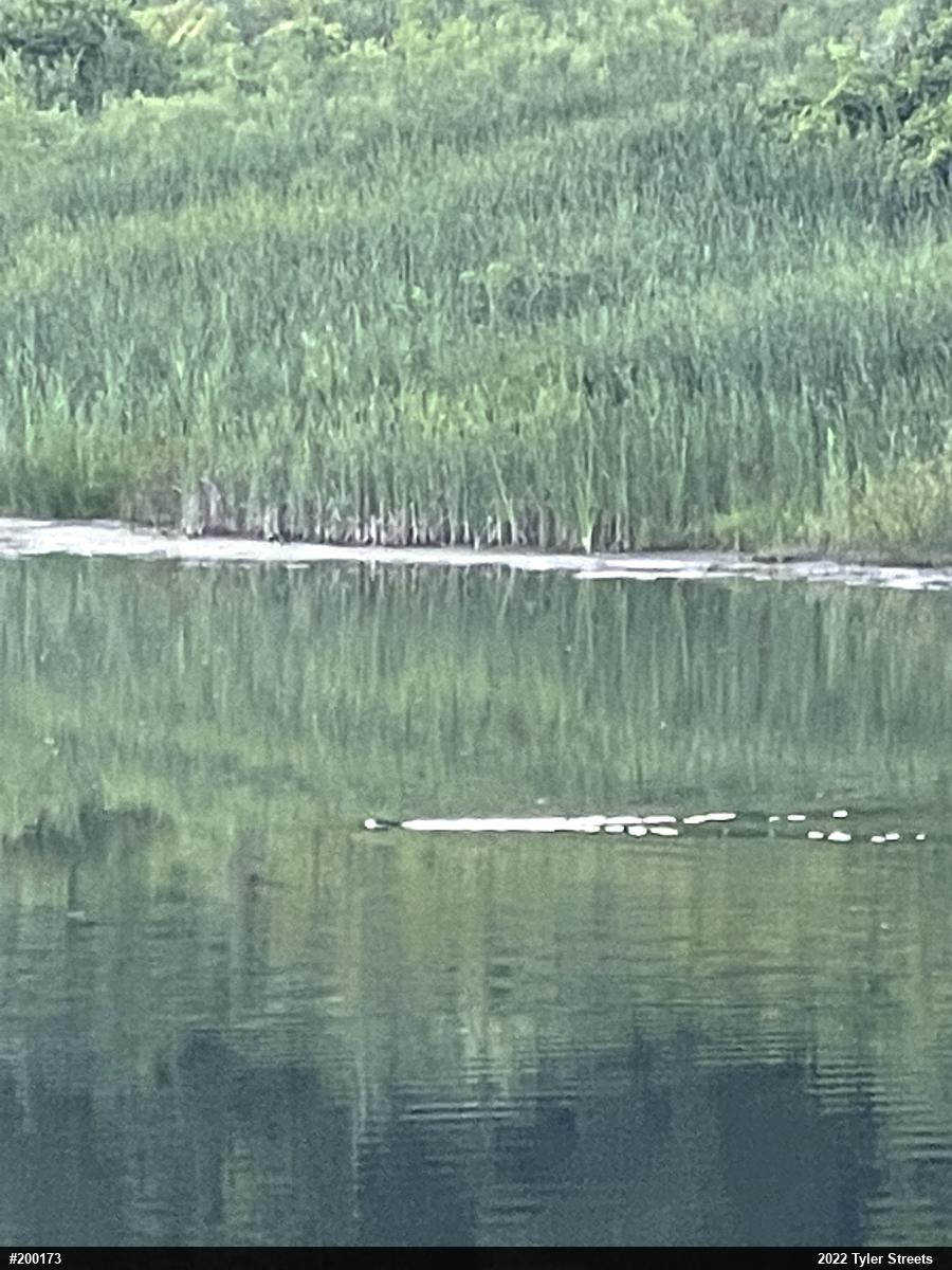 Snapping Turtle