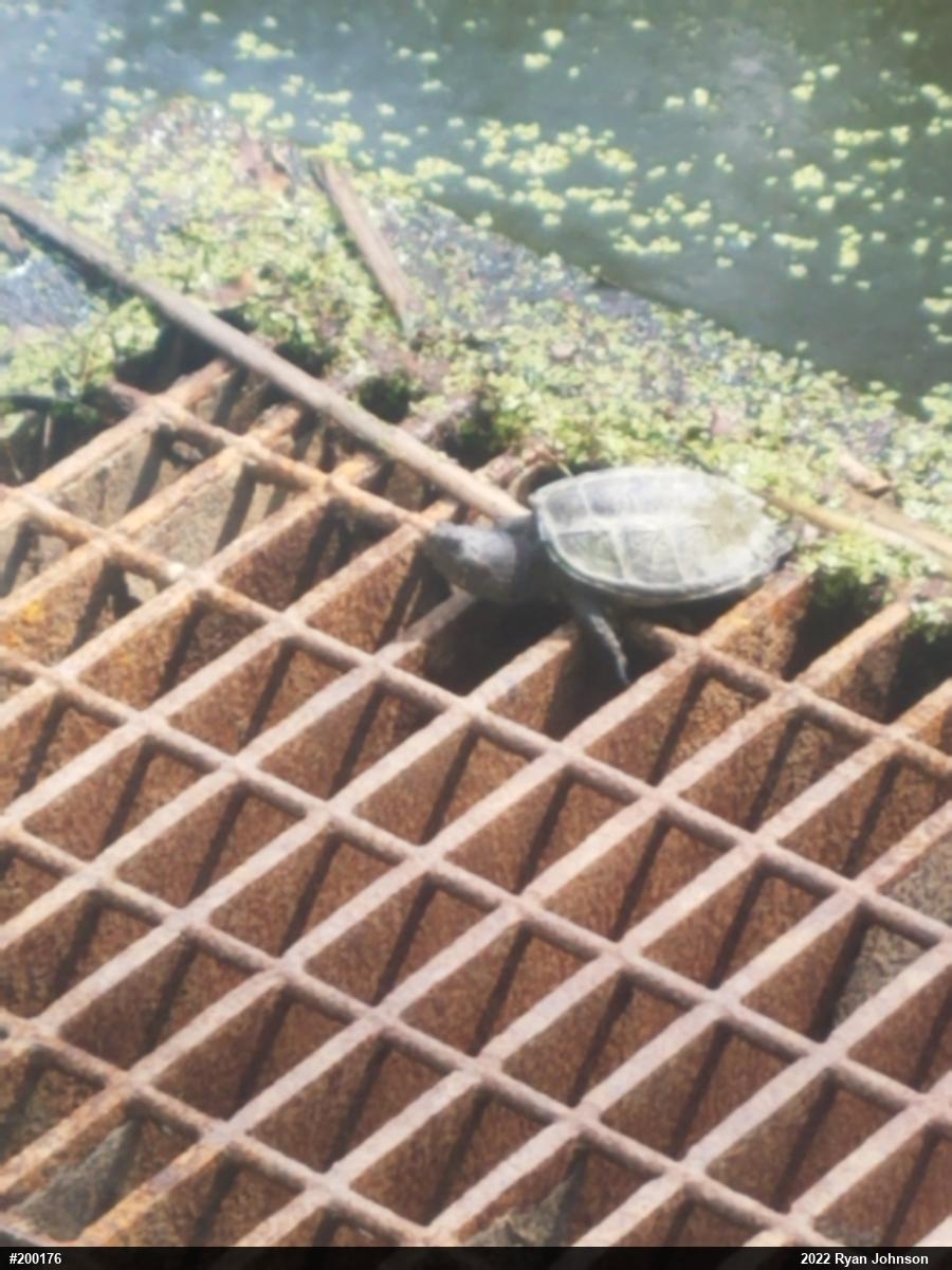 Snapping Turtle
