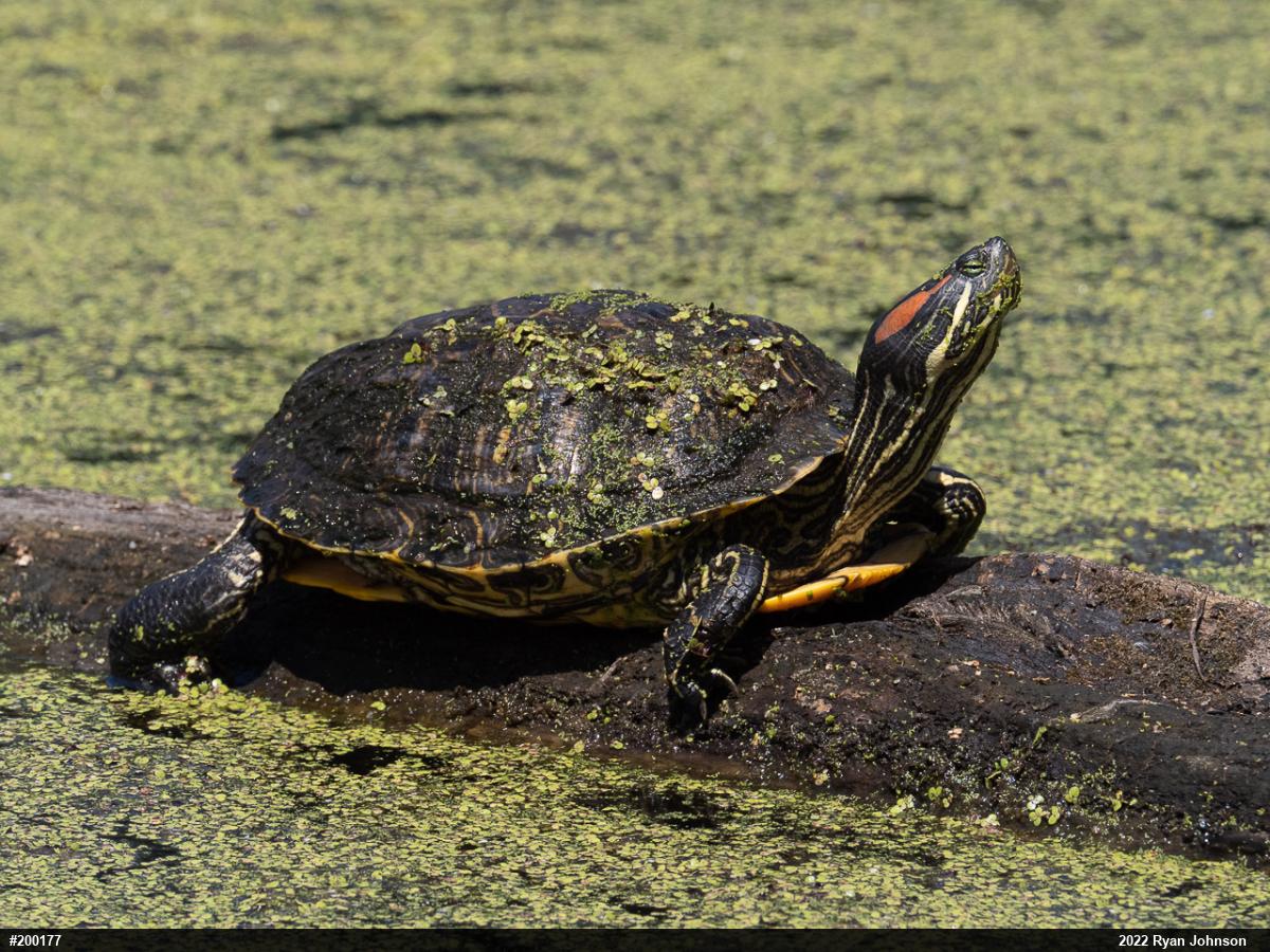 Red-eared Slider