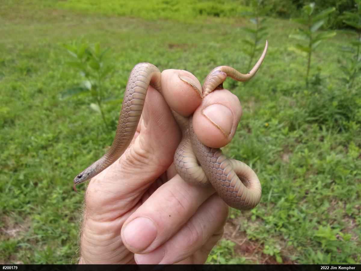 Mountain Earthsnake