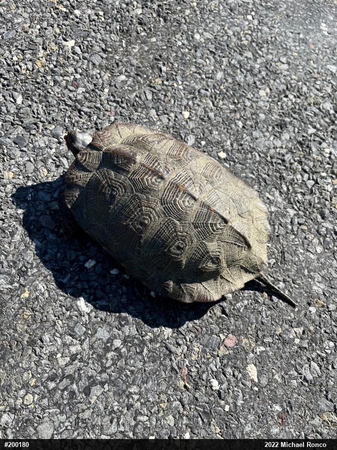 Wood Turtle