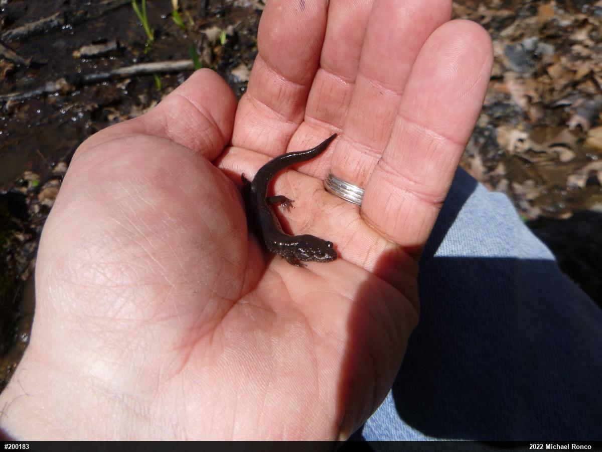 Northern Dusky Salamander