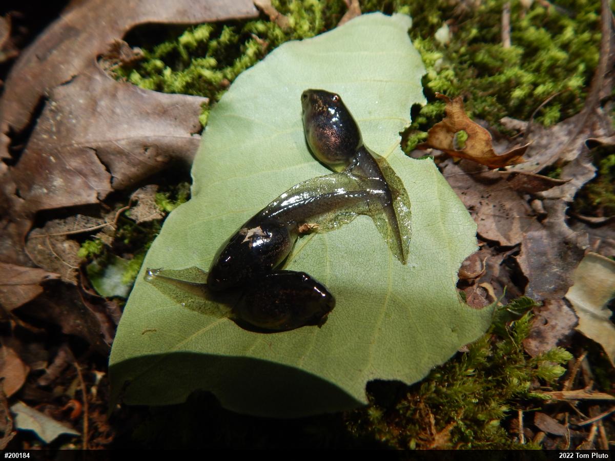 Wood Frog