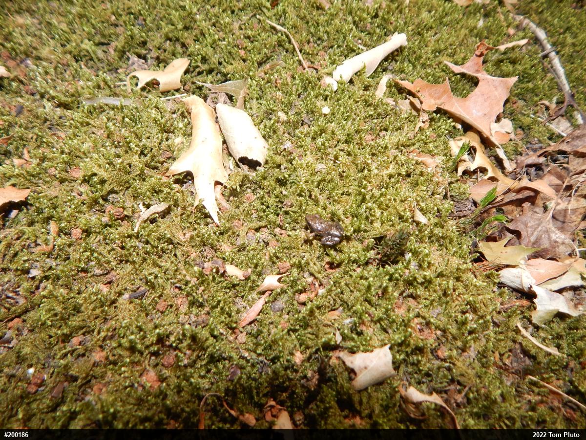 Wood Frog