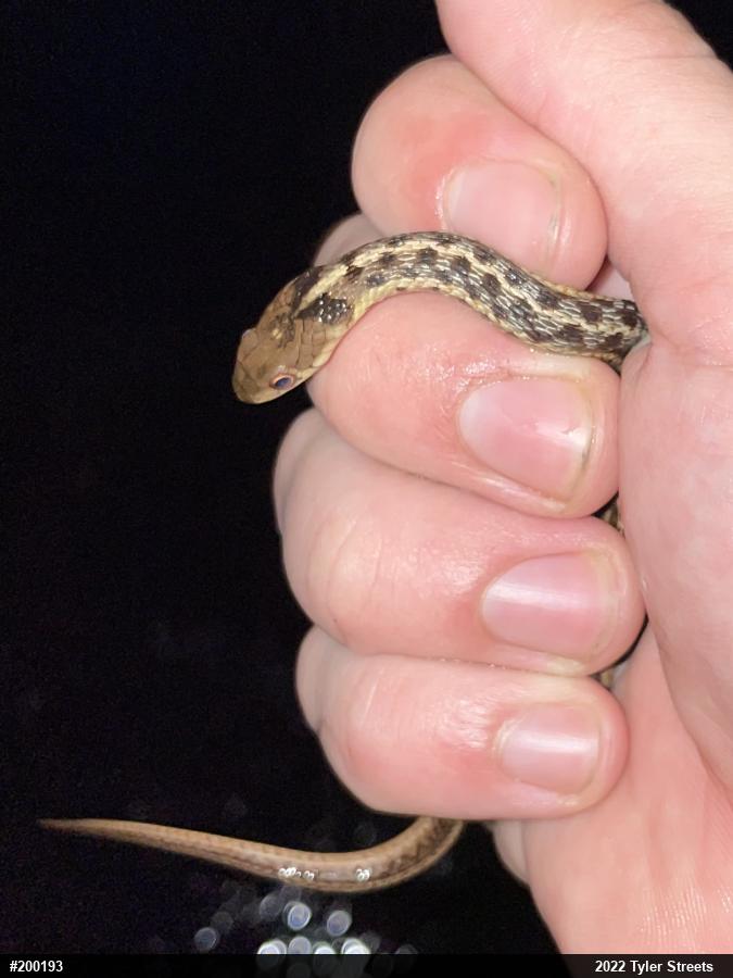 Eastern Gartersnake