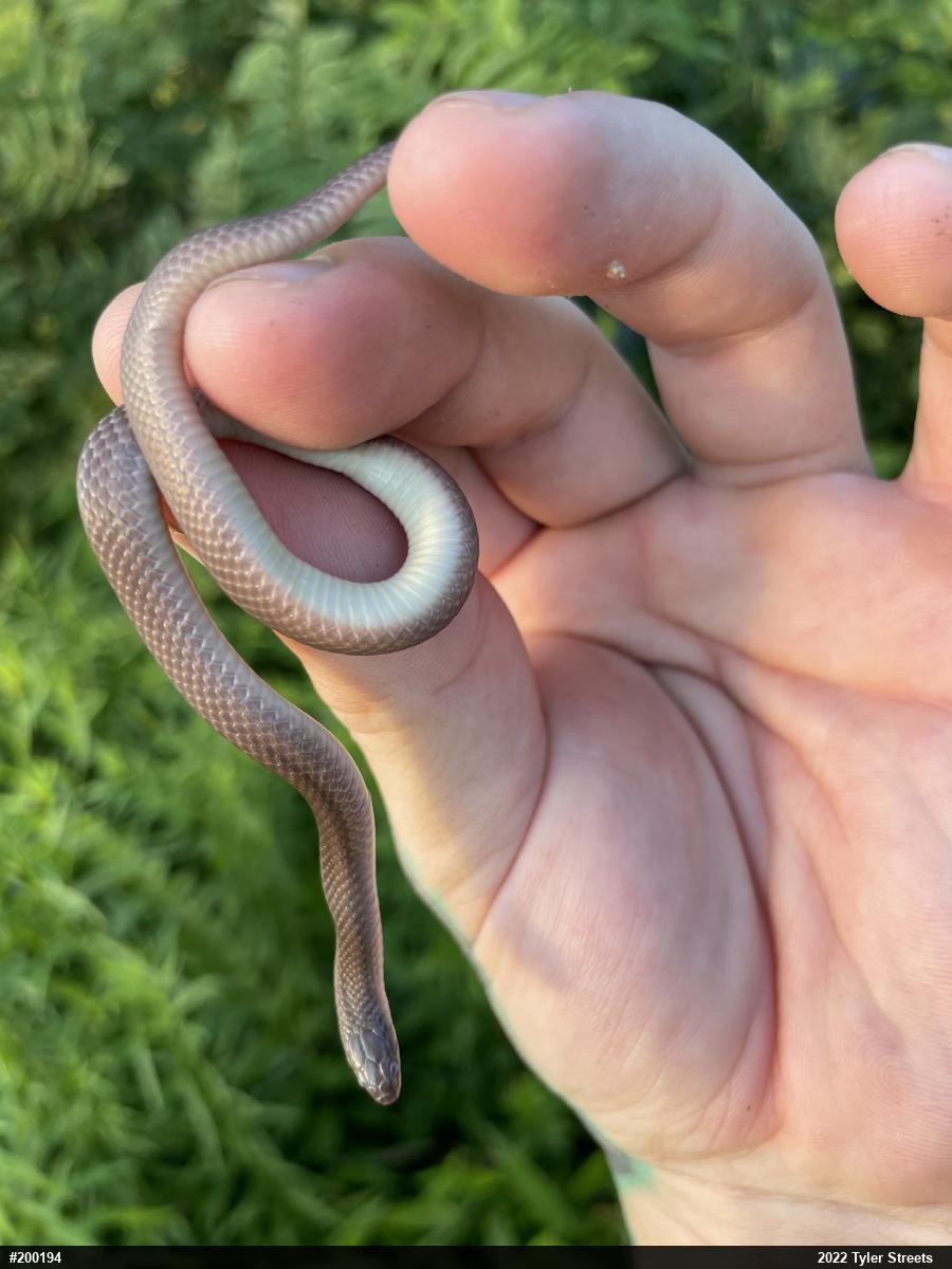Mountain Earthsnake