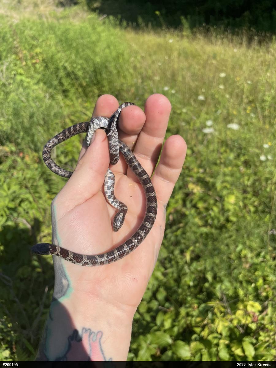 Eastern Milksnake