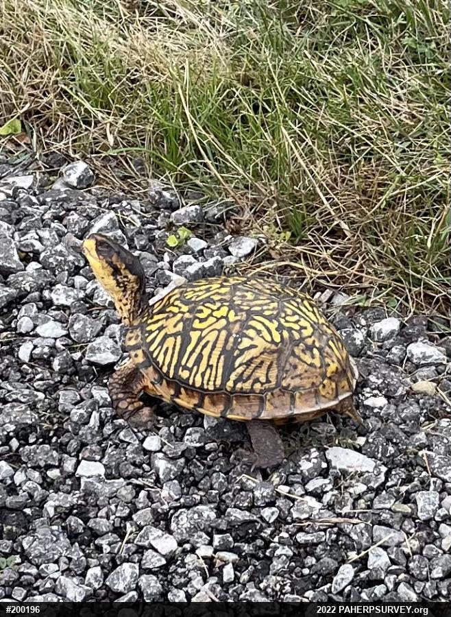 Eastern Box Turtle