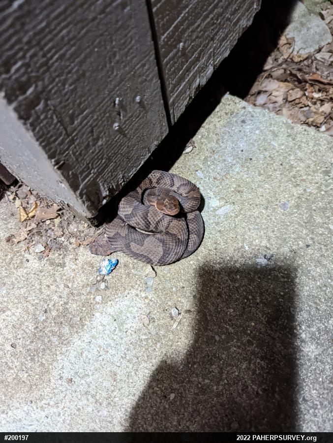 Northern Copperhead