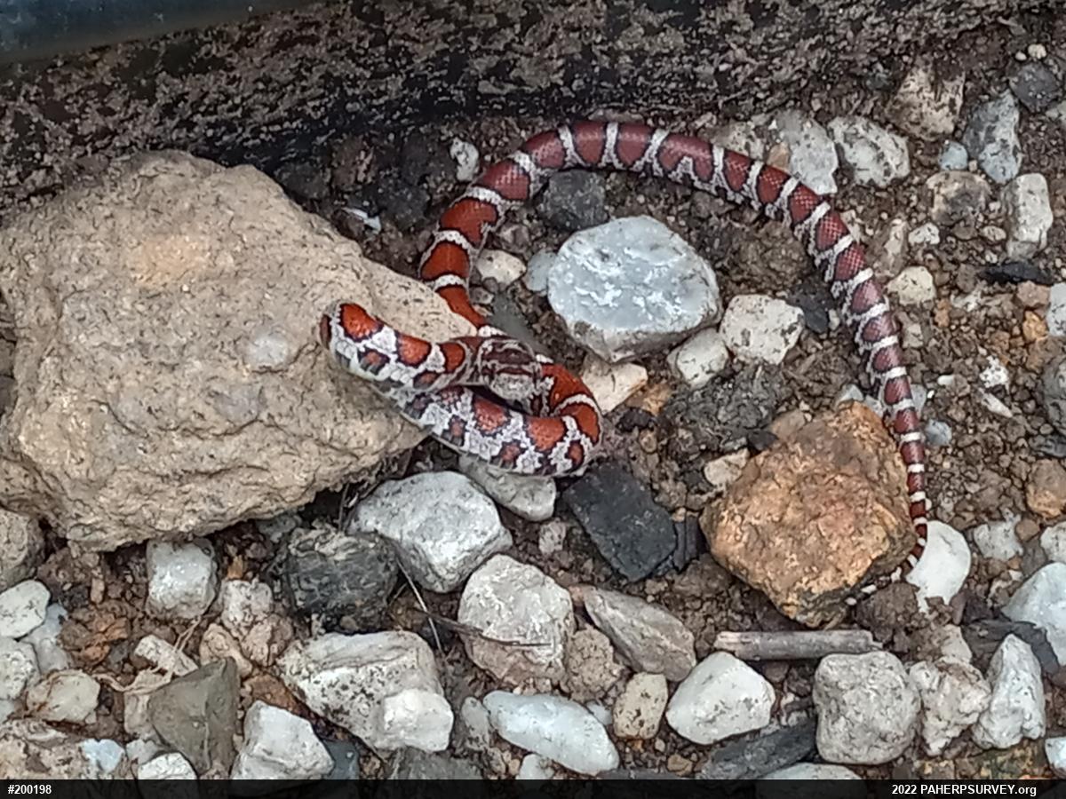 Eastern Milksnake