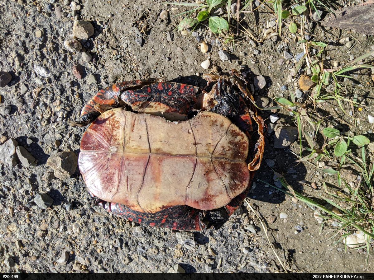 Midland Painted Turtle
