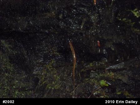 Northern Two-lined Salamander