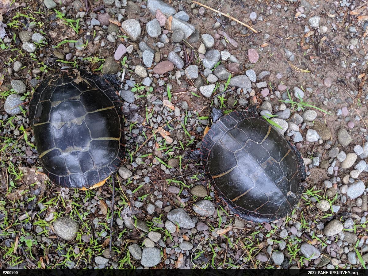 Eastern Painted Turtle