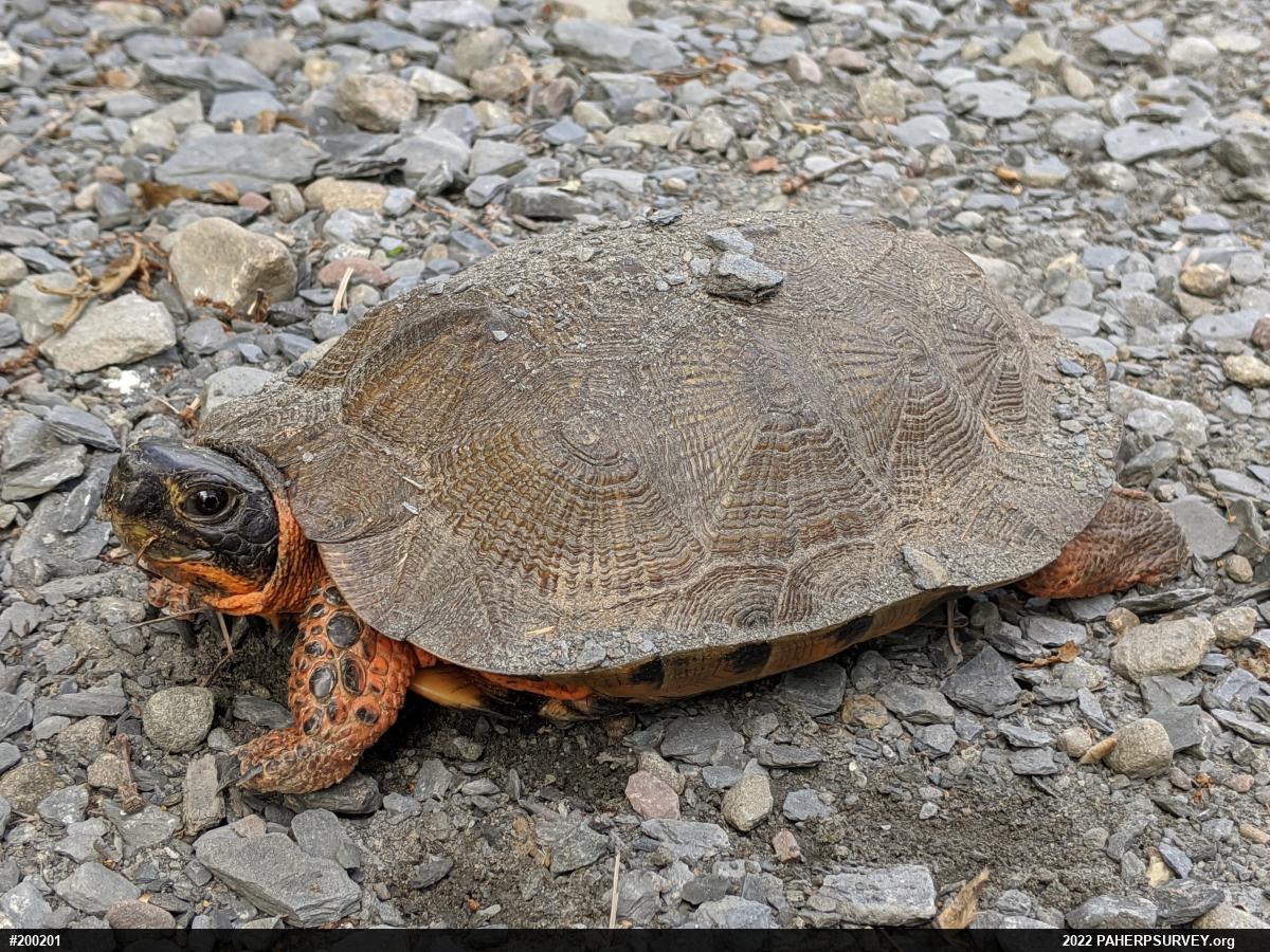 Wood Turtle