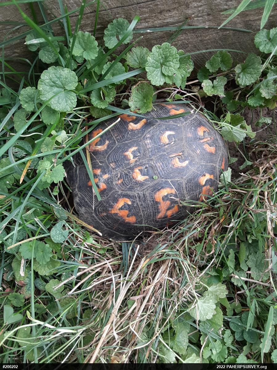 Eastern Box Turtle