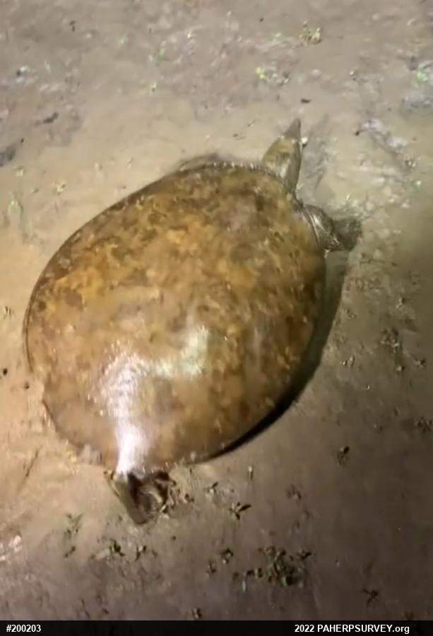 Eastern Spiny Softshell
