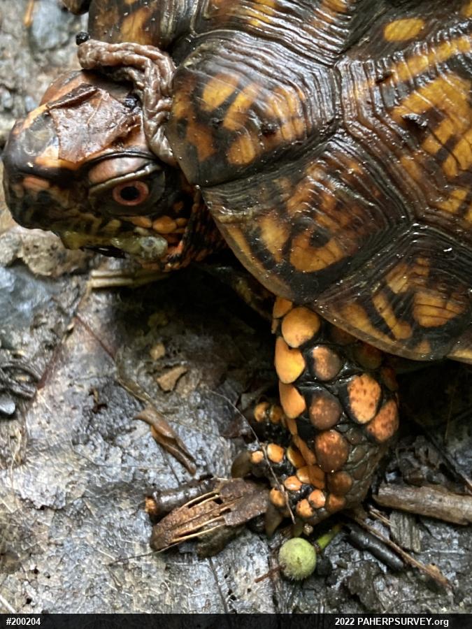 Eastern Box Turtle
