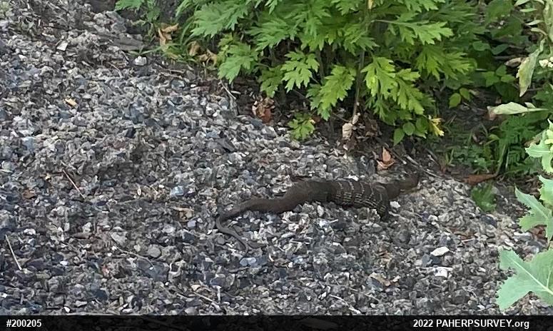 Northern Watersnake