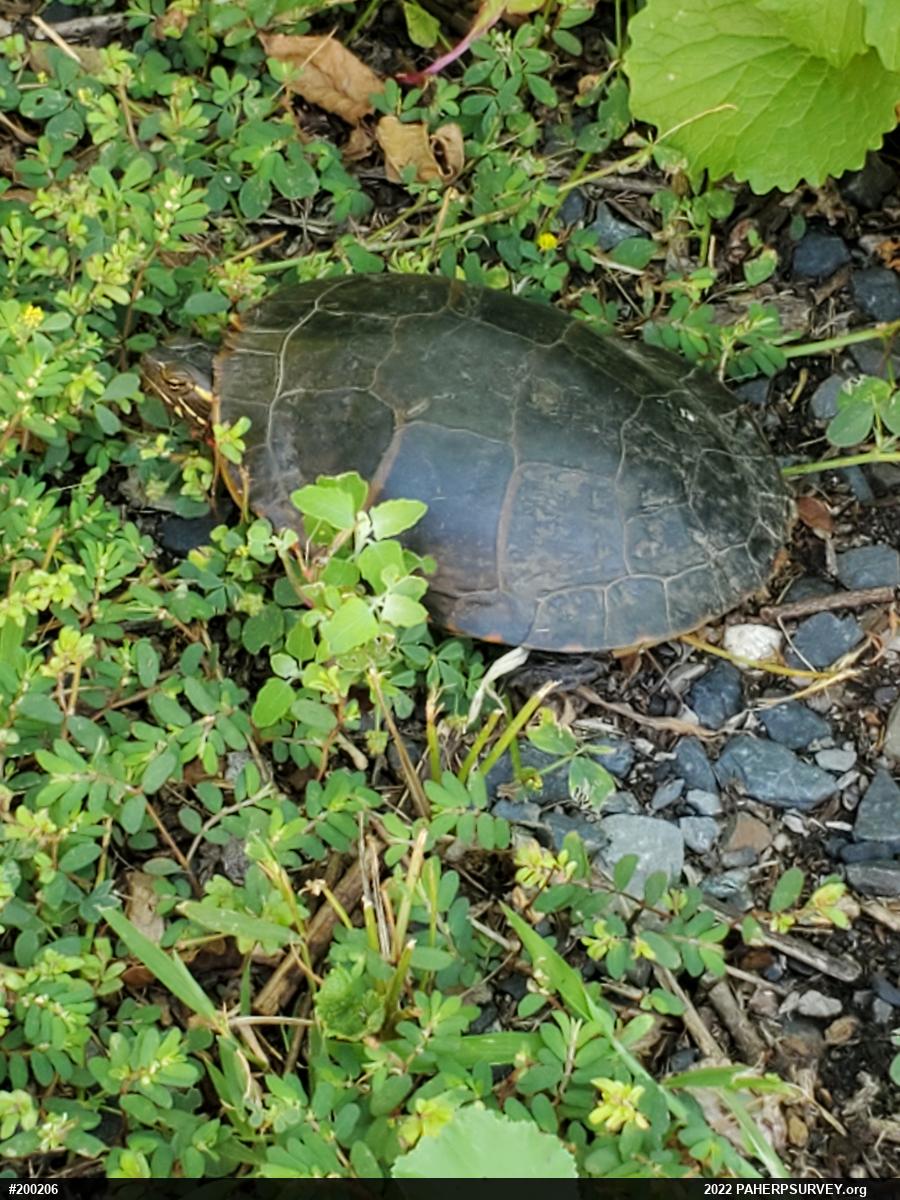Eastern Painted Turtle