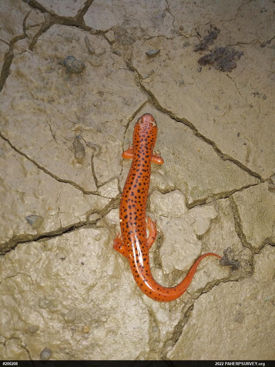 Northern Red Salamander