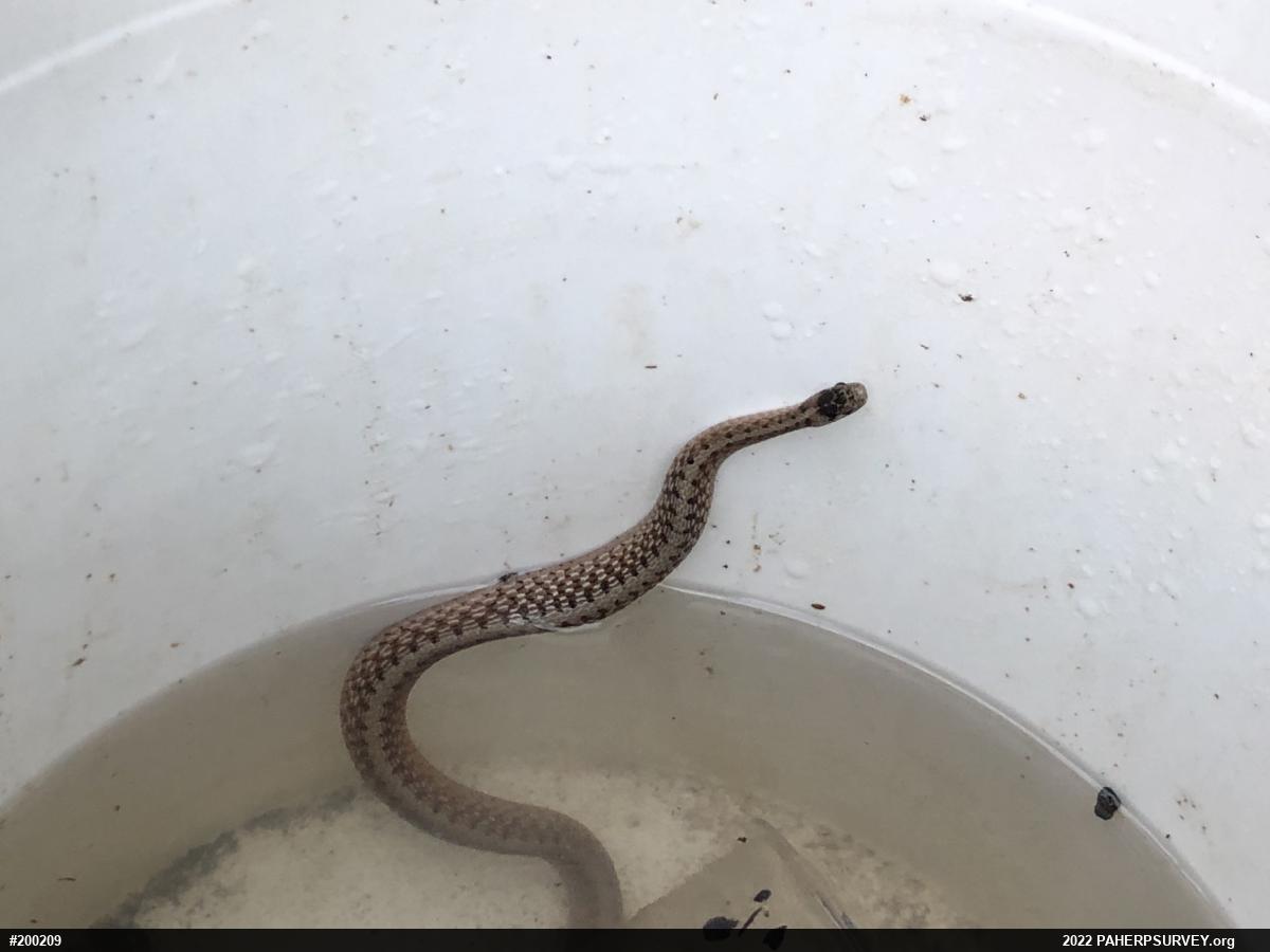 Dekay's Brownsnake