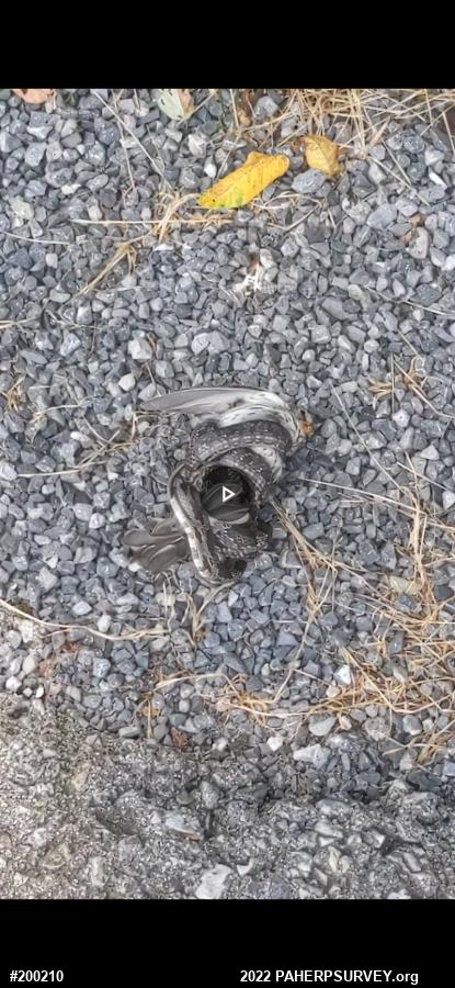 Eastern Ratsnake