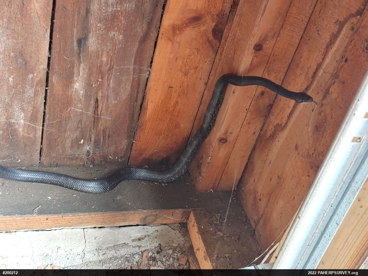 Eastern Ratsnake