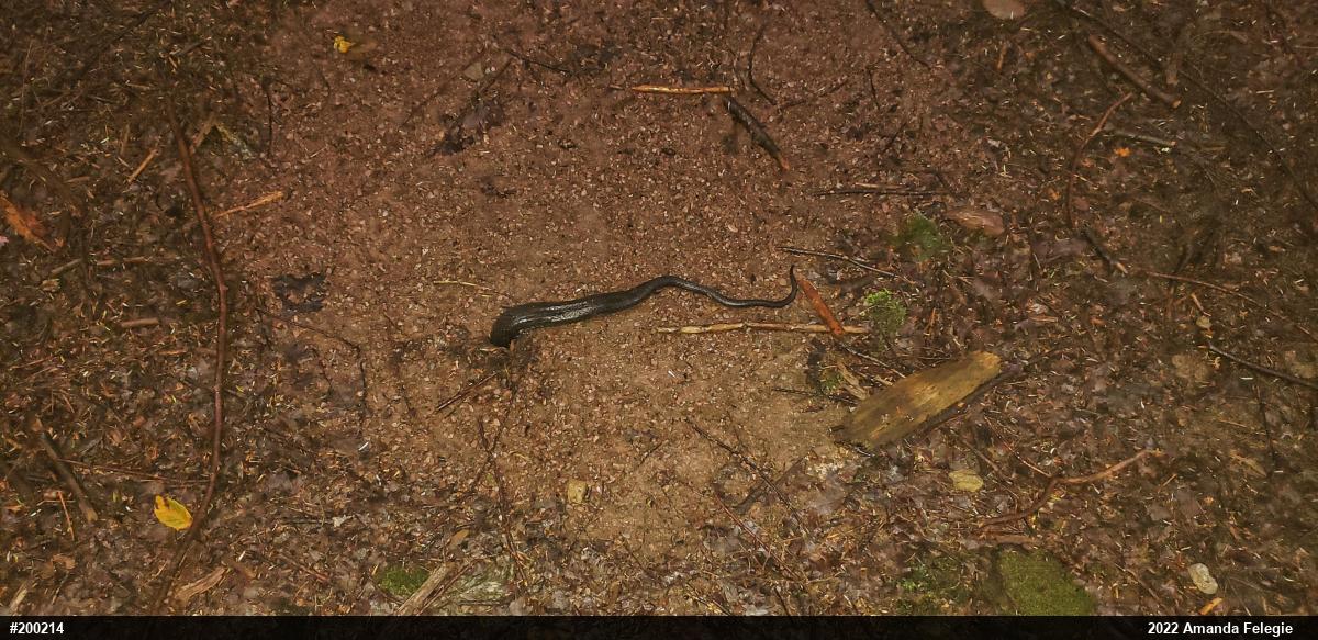 Northern Black Racer