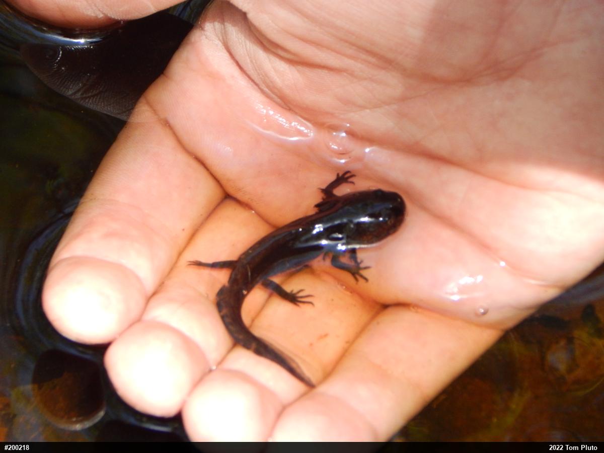 Mole Salamanders