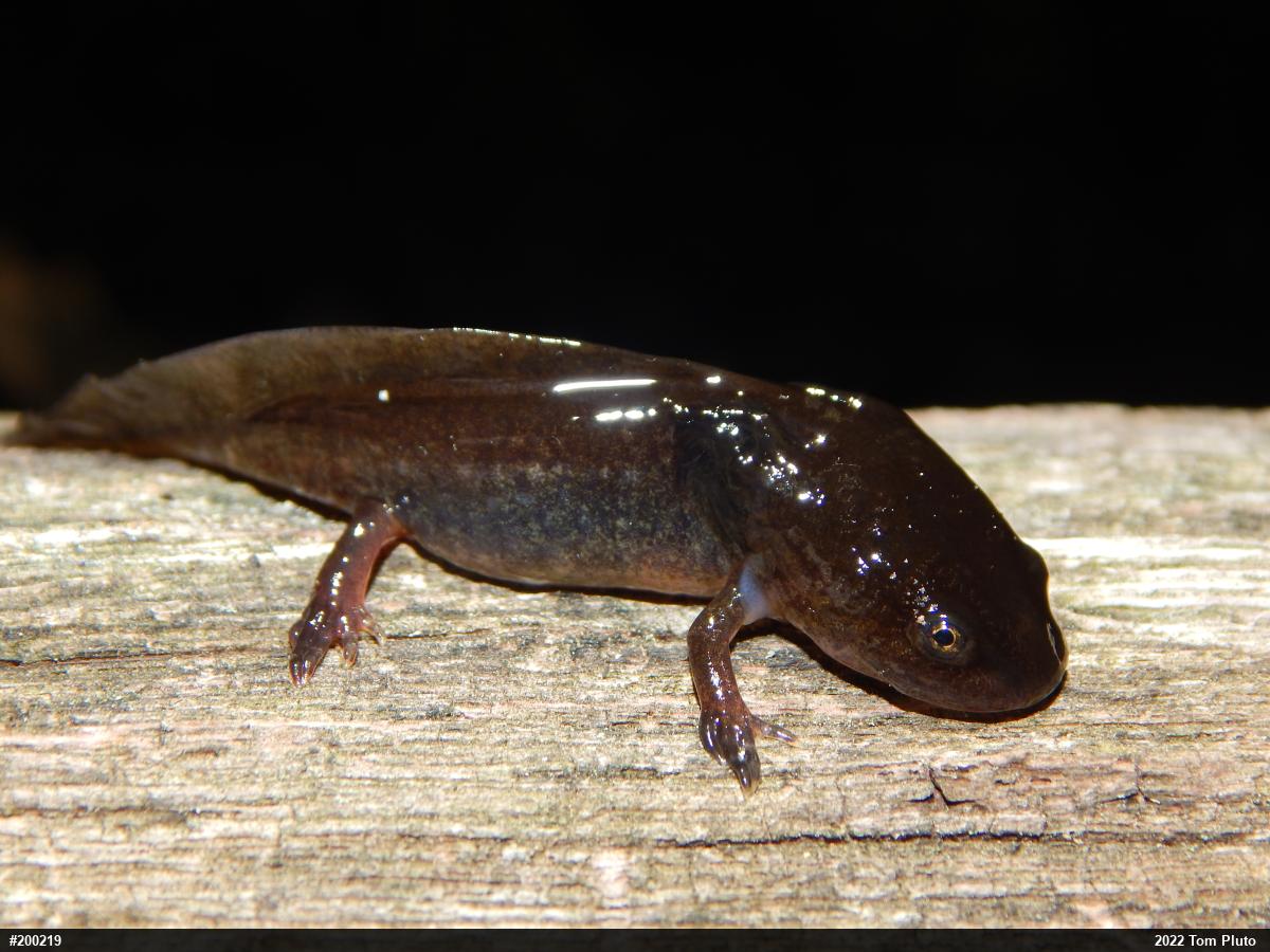 Spotted Salamander