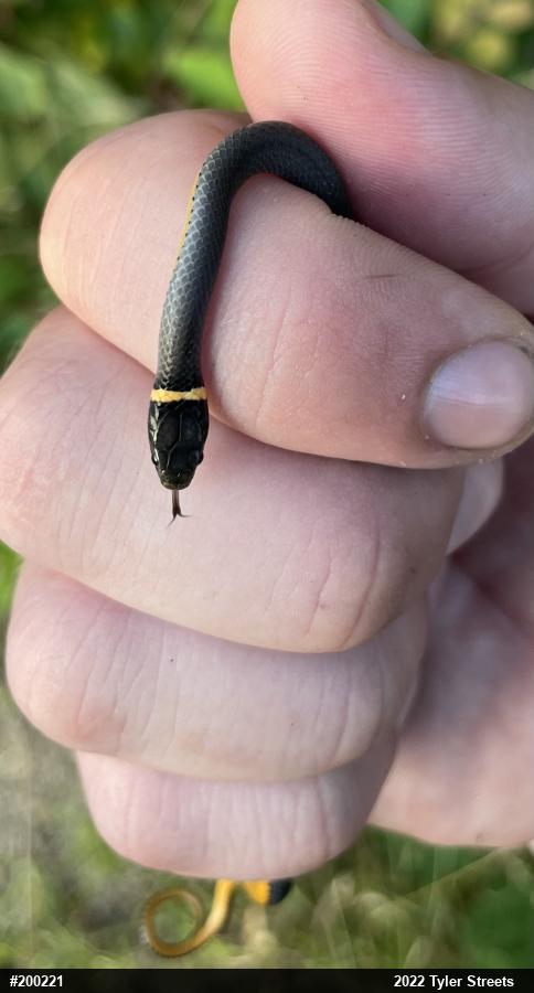 Northern Ring-necked Snake