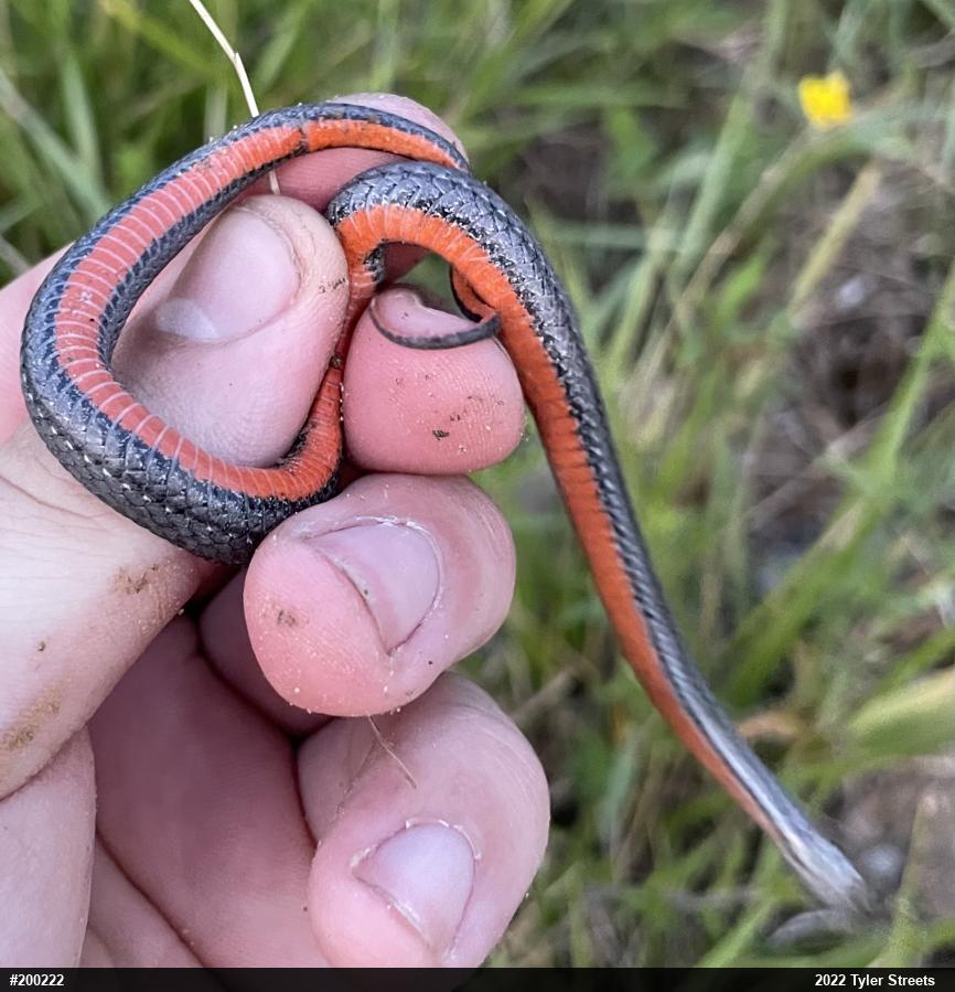 Red-bellied Snake