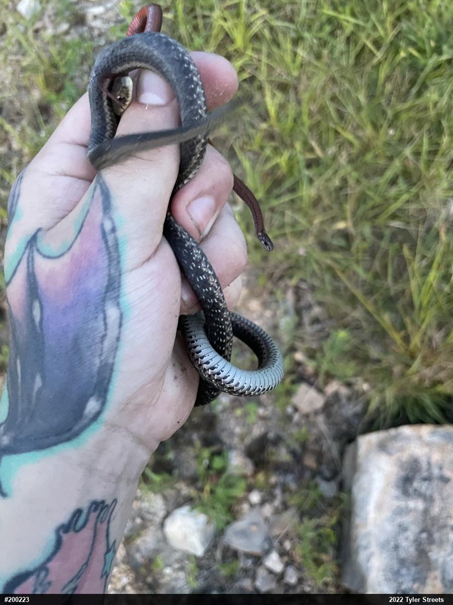 Eastern Gartersnake