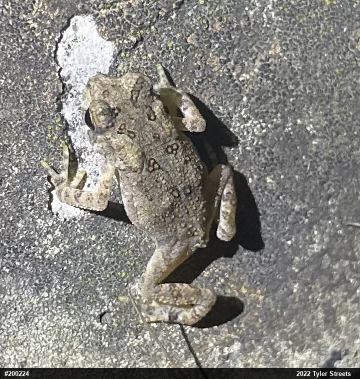 True Toads