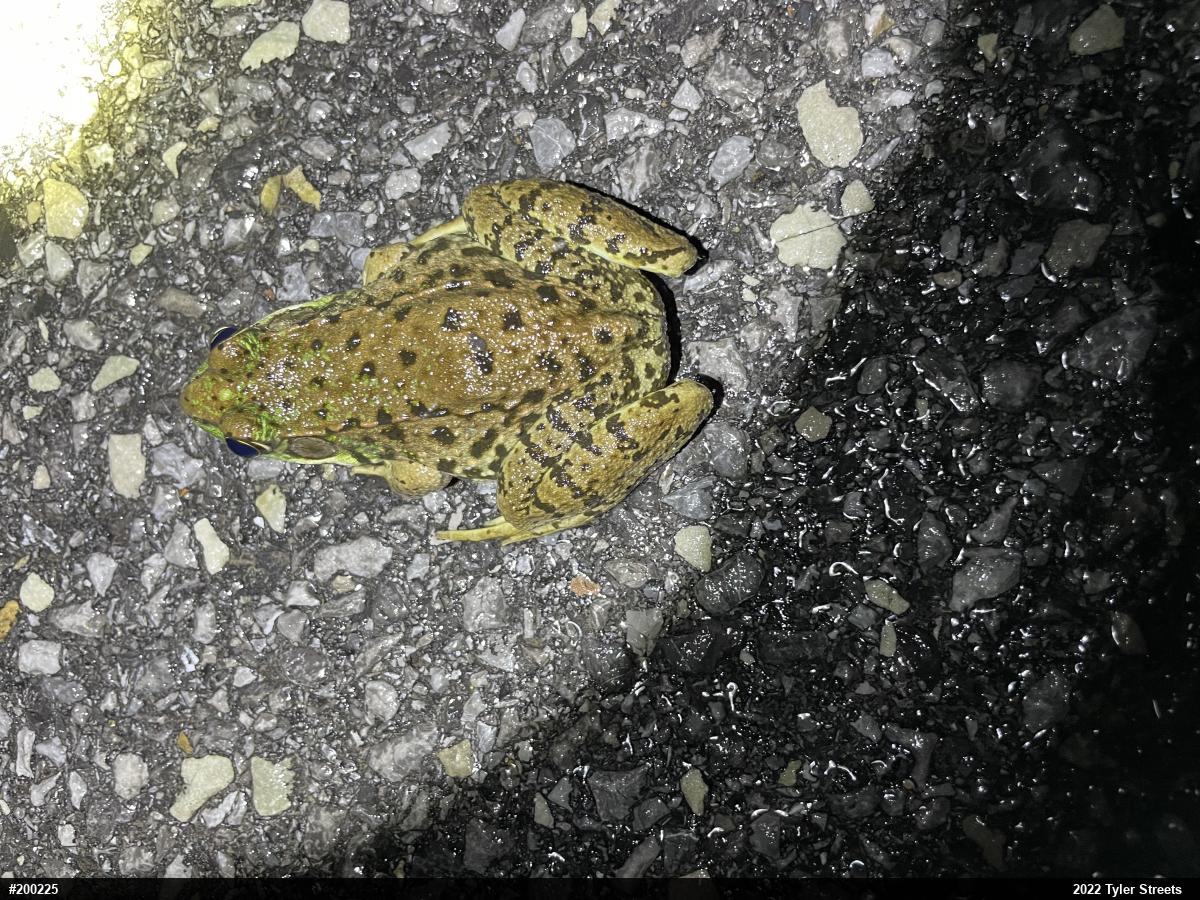 Green Frog