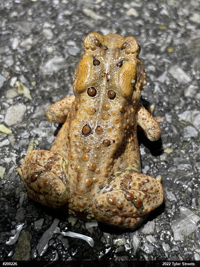 Eastern American Toad