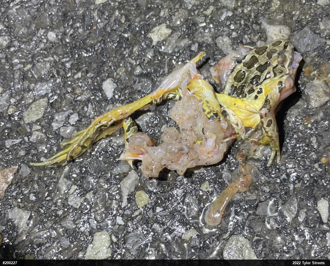 Pickerel Frog