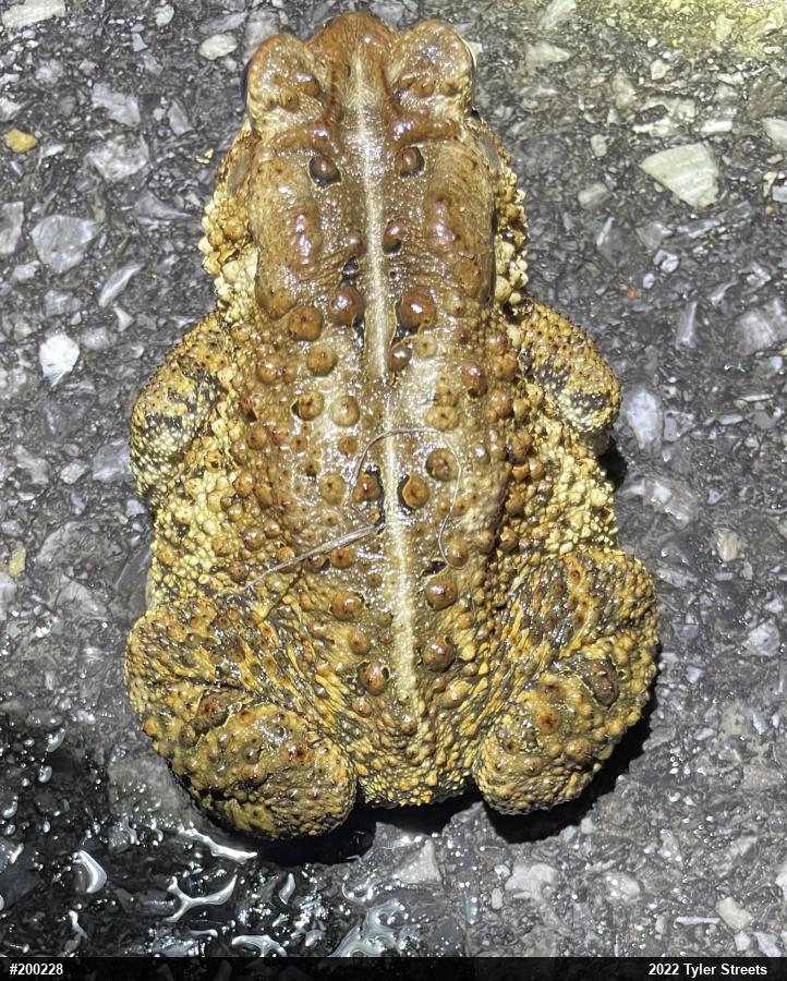 Eastern American Toad