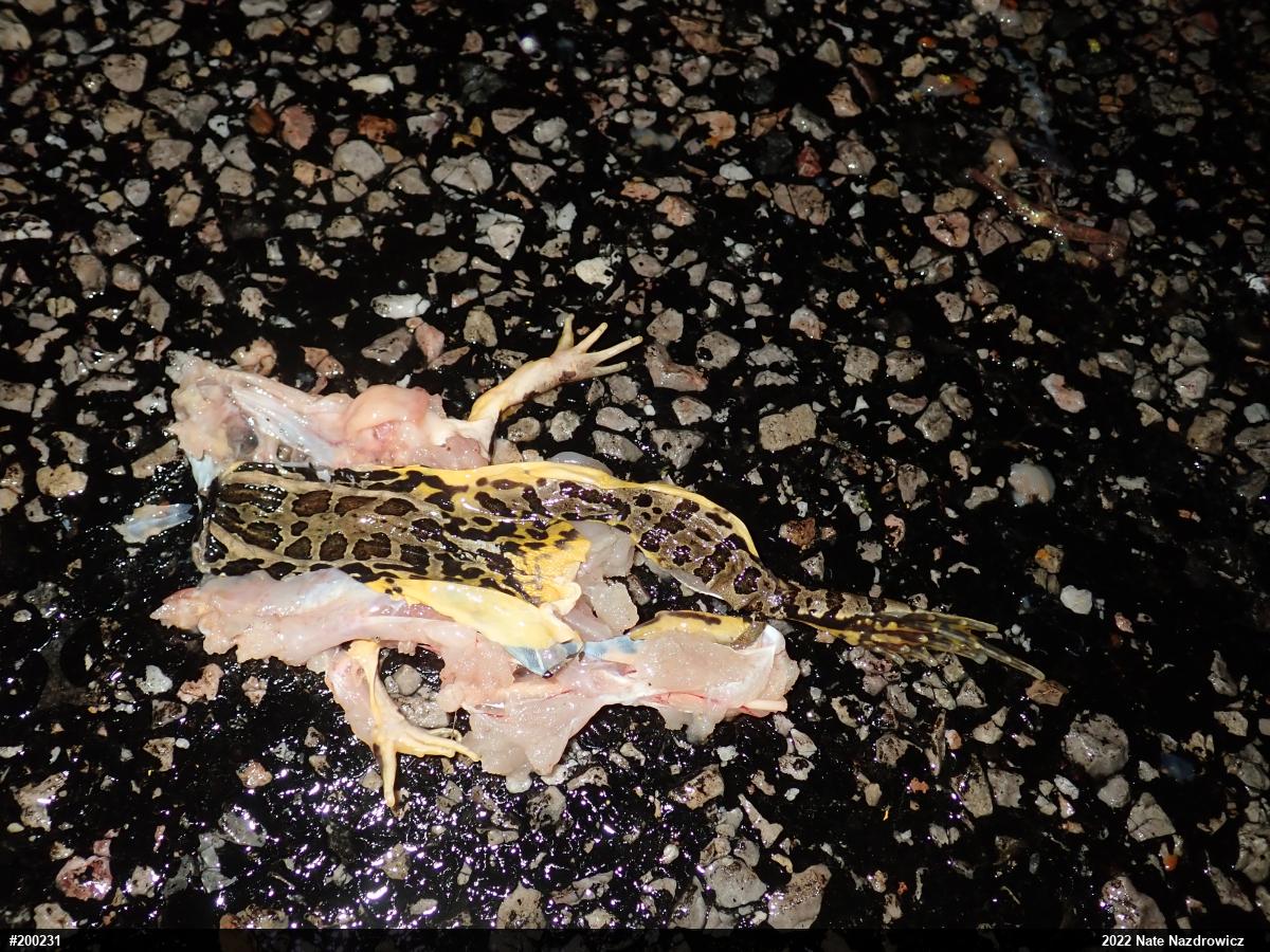 Pickerel Frog