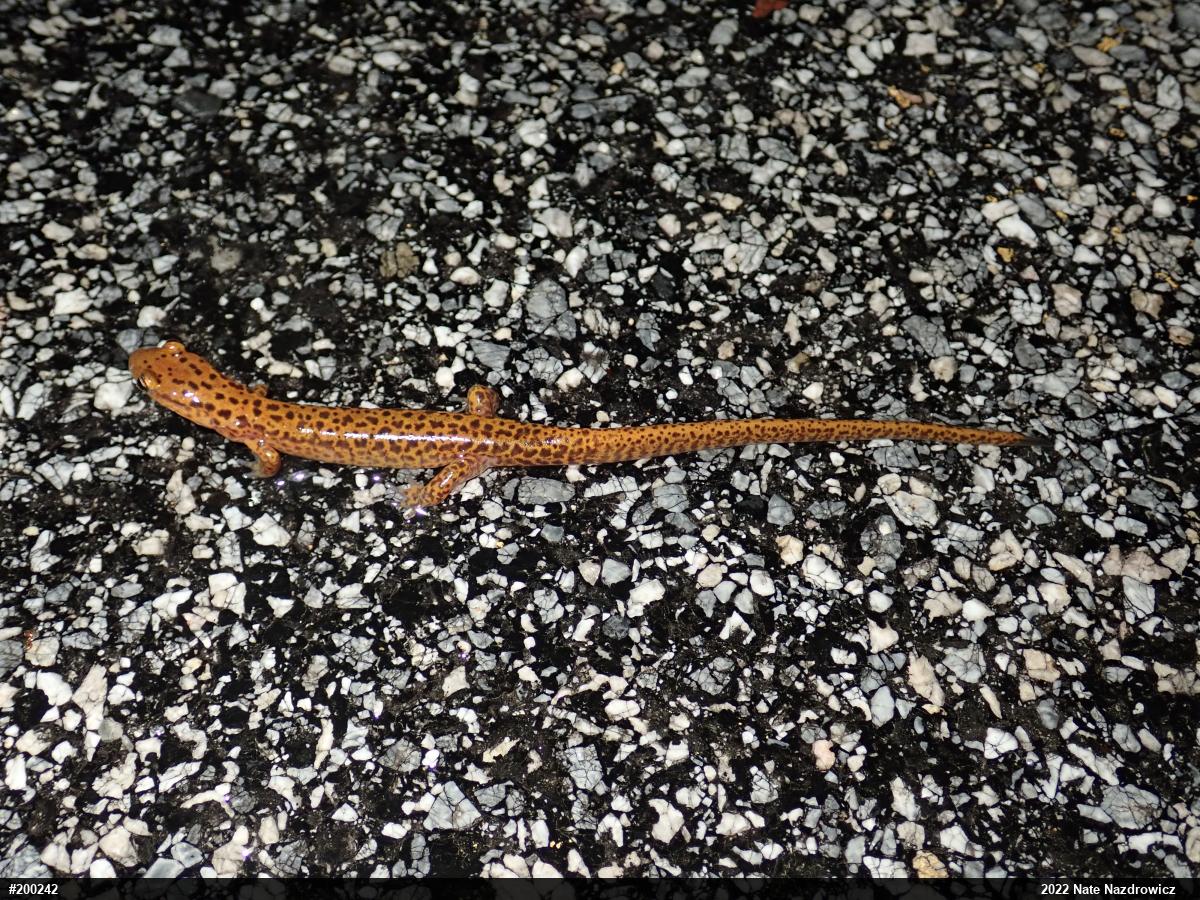 Eastern Long-tailed Salamander