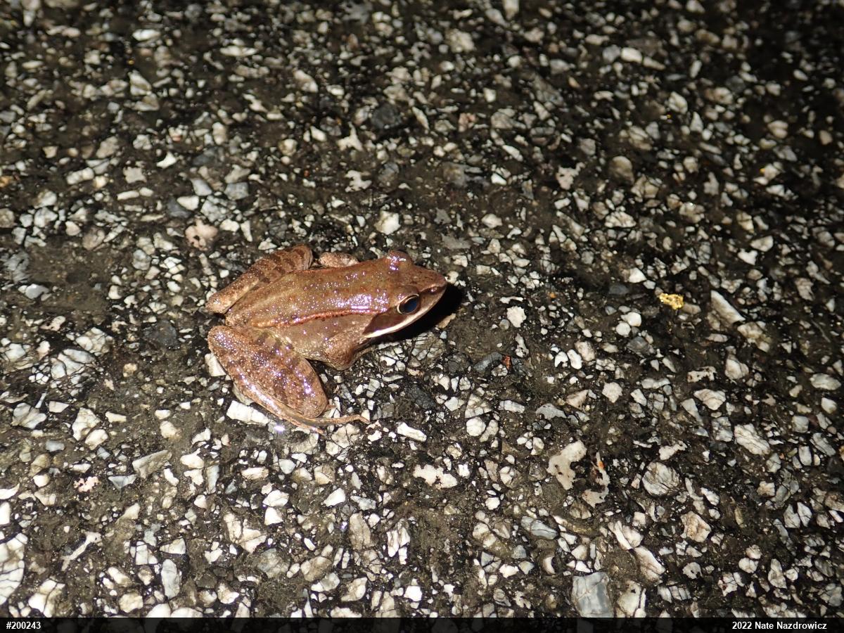 Wood Frog