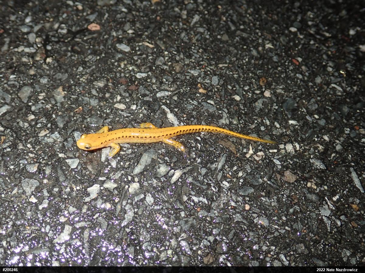 Eastern Long-tailed Salamander