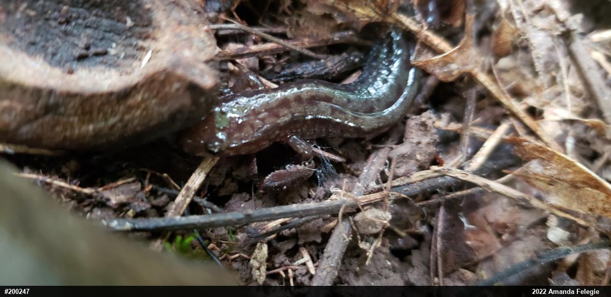 Allegheny Mountain Dusky Salamander