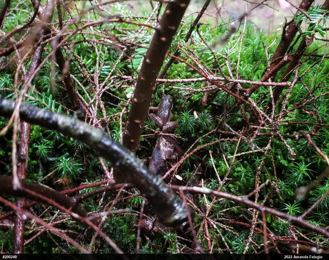 Wood Frog