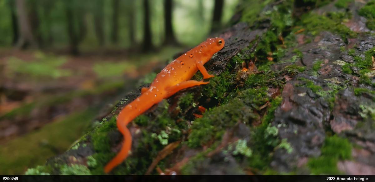 Red-spotted Newt