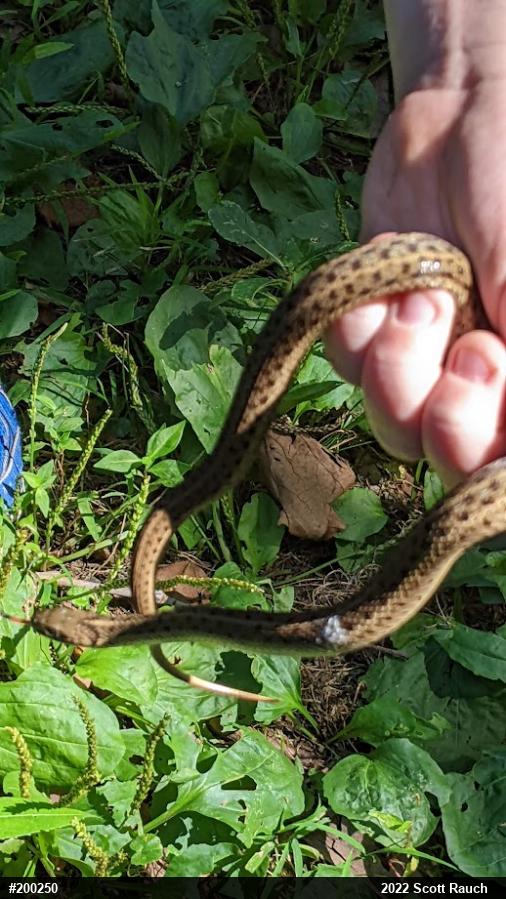 Eastern Gartersnake