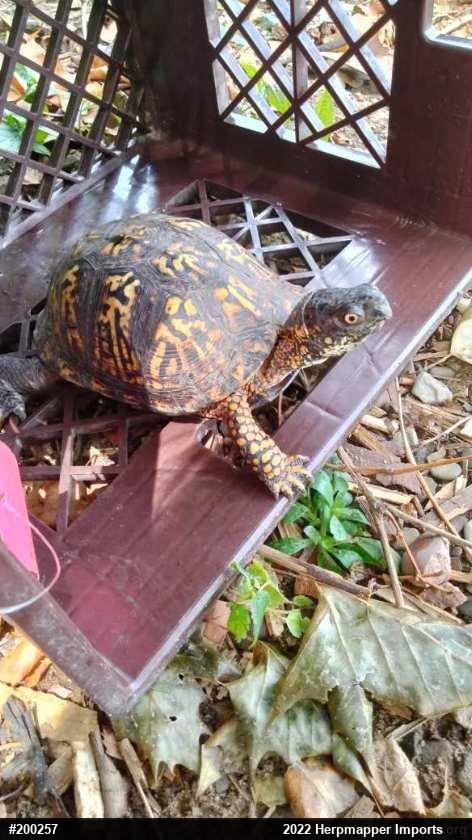 Eastern Box Turtle