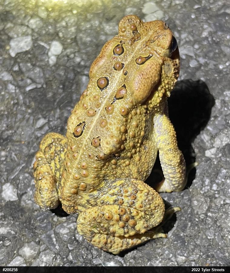 Eastern American Toad